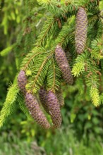 Close-up of Norway spruce tree, Picea abies, leaves and cones, Sutton, Suffolk, England, UK