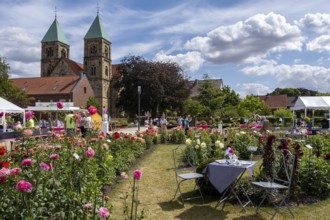 Festival in the Dahlia Garden, Legden, Münsterland, North Rhine-Westphalia, Germany, Europe