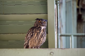 Eurasian eagle-owl (Bubo bubo), adult male, sitting in an old industrial building, Ewald colliery,