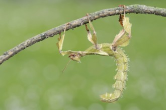 Giant prickly stick insect (Extatosoma tiaratum), female, captive, occurrence in Australia