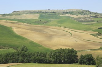 Farmland in valley beneath Acinipo Roman town site Ronda la Vieja, Serrania de Ronda, Spain, Europe