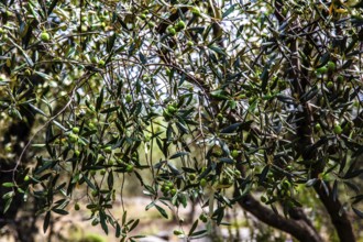 Olive tree plantation, Montenegro, Montenegro, Europe