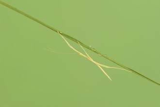 Pink Winged Stick Insect or Winged Stick Insect (Sipyloidea chlorotica, Sipyloidea sipylus), nymph,