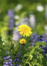 Flowering common dandelion (Taraxacum) in flower meadow, North Rhine-Westphalia, Germany, Europe