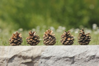 Five cones on a wall, North Rhine-Westphalia, Germany, Europe