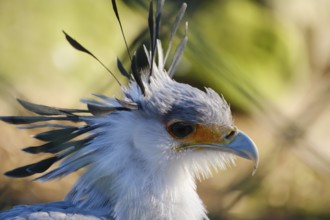 Secretary bird (Sagittarius serpentarius), bird of prey, portrait, close-up, occurring in Africa,