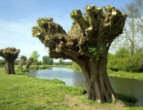 Ancient willow trees recently pollarded, River Stour, Dedham Vale, Essex Suffolk border, England,