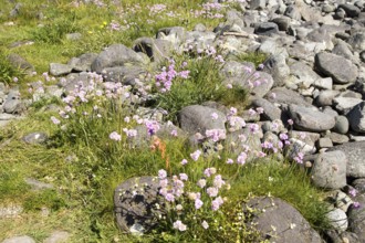 Armeria maritima, sea thrift, in flower, Lowland Point, Lizard Peninsula, Cornwall, England, UK