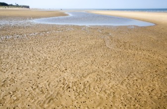 Worm casts in muddy sediment on the beach at Hunstanton, north Norfolk coast, England, United