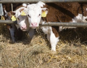 Two young calves in a herd of pure Hereford cattle at Boyton marshes, Suffolk, England, United