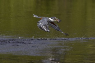 Red-breasted Kingfisher (Megaceryle torquata), flying with caught fish, Rio Claro, Pantanal,