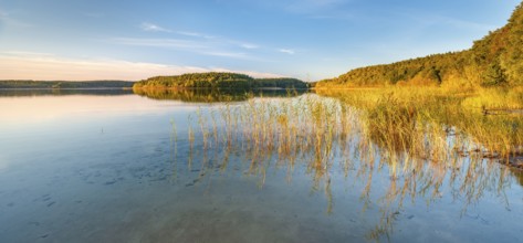 Lake Fürstensee with reeds in the evening light, Müritz National Park, Fürstensee,