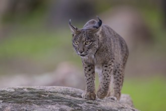 Lynx pardinus, male, walking on stone, Sierra de Andujar, Andalusia, Spain, Europe