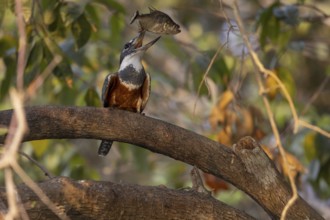 Red-breasted Kingfisher (Megaceryle torquata), on branch, eating piranha, Rio Claro, Pantanal,