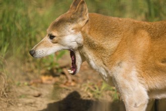 Portrait of two One New Guinea singing dog or New Guinea Highland dog (Canis hallstromi) (Canis