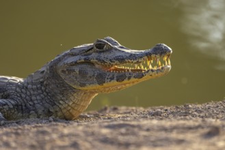 Spectacled caiman (Caiman yacare), head portrait against the light, Pantanal, Brazil, South America