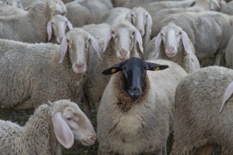 Blackface sheep among Merino sheep in the pasture, Thuisbrunn, Upper Franconia, Bavaria, Germany,