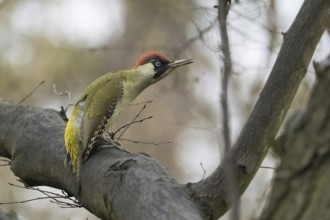 A green woodpecker (Picus viridis) sits on a branch in the forest and looks ahead, courtship