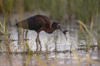 Glossy ibis (Plegadis falcinellus), with prey, leech, Danube Delta, Romania, Europe