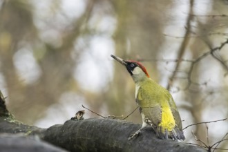 A green woodpecker (Picus viridis) sits on a branch and observes its surroundings in the forest,