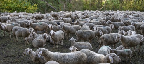 A herd of Merinoland sheep in a fenced pasture, Thuisbrunn, Upper Franconia, Bavaria, Germany,