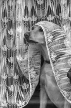 Dog looking out of the window under a curtain, Bavaria, Germany, Europe