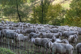 A herd of Merinoland sheep in a fenced pasture, Thuisbrunn, Upper Franconia, Bavaria, Germany,