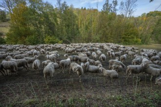 A herd of Merinoland sheep in a fenced pasture, Thuisbrunn, Upper Franconia, Bavaria, Germany,