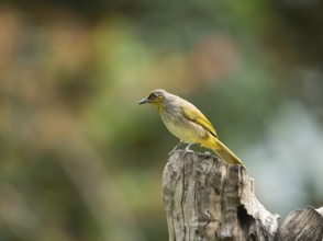 Striped-throated bulbul (Pycnonotus finlaysoni), Phetchaburi, Kaeng Krachan National Park,