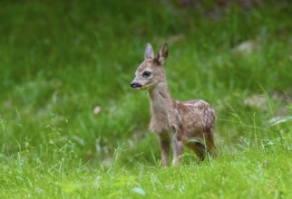 Roe deer (Capreolus capreolus), fawn standing in a meadow and looking attentively, Germany, Europe