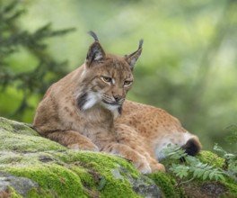 Eurasian lynx (Lynx lynx) lying on a moss-covered rock in the forest and looking attentively,