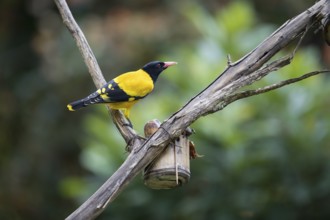 Black-headed oriole (Eurasian Golden Oriole xanthornus), Kaeng Krachan National Park, Thailand,