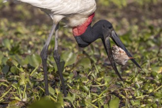 Jabiru (Jabiru mycteria), with large fish, Pantanal, Brazil, South America