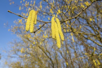 Common hazel (Corylus avellana) also known as hazel bush or hazelnut bush, male, yellow