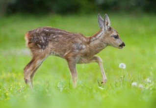 Roe deer (Capreolus capreolus), fawn running across a meadow, Germany, Europe