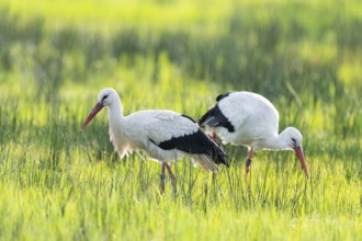 White stork (Ciconia ciconia) foraging in a meadow, Lower Saxony, Germany, Europe