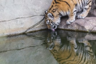 Female adult Siberian Tiger, Panthera tigris altaica drinking water from a pond. Side view with