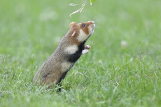 Field hamster (Cricetus cricetus), standing upright in meadow, Vienna, Lower Austria, Austria,