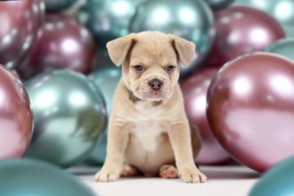 Cute young healthy cream colored French Bulldog dog puppy with colorful balloons in background