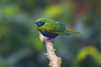 Emerald Starling (Lamprotornis iris), adult bird perched on a branch, native to Africa, captive,