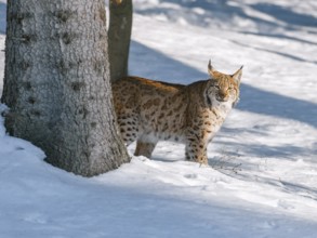 Lynx (Lynx lynx) stands in the forest in the snow and looks attentively, Germany, Europe