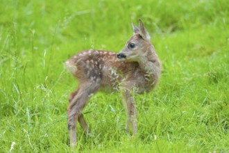 Roe deer (Capreolus capreolus), fawn standing in a meadow and looking attentively, Germany, Europe