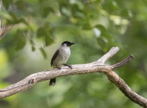 Sooty-crested Bulbul (Pycnonotus aurigaster), Phetchaburi, Kaeng Krachan National Park, Thailand,