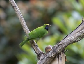 Golden-fronted Leafbird (Chloropsis aurifrons), Kaeng Krachan National Park, Thailand, Asia