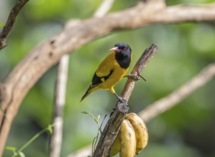 Black-headed oriole (Eurasian Golden Oriole xanthornus), Kaeng Krachan National Park, Thailand,