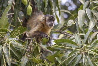 Crested capuchin monkey (Sapajus apella) or hooded capuchin, feeding in a tree, Pantanal, Brazil,