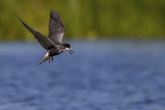 Black Tern (Chlidonias niger), in flight, Danube Delta, Romania, Europe