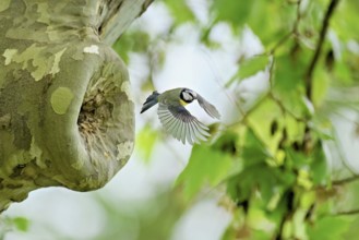 Blue tit (Parus caeruleus), taking off from the breeding den, Canton Zug, Switzerland, Europe