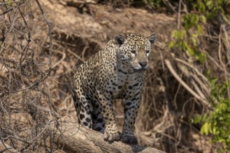 Jaguar (Panthera onca) on a tree trunk, Pantanal, Brazil, South America