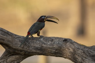 Brown-eared Aracari (Pteroglossus castanotis), tongue visible, Pantanal, Brazil, South America